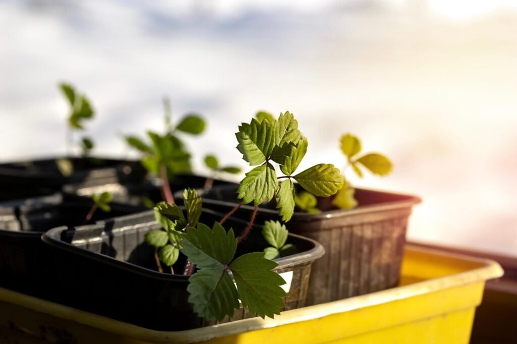 strawberry-seedlings-in-a-garden-box-in-the-sun-2025-04-02-15-29-40-utc-.jpg