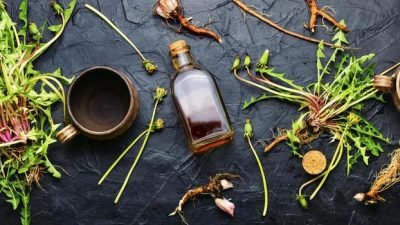 dandelion-root-in-herbal-medicine-photo